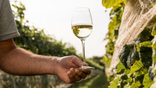 Zes unieke wijndomeinen uit Noord-Brabant